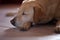 Labrador dog, purebreed, is lying on the floor at home near a sofa