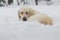 Labrador dog relaxing in snow after playtime