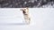 Labrador dog running in the snow white very happy