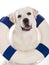 Labrador dog with a sailor buoy