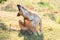 Labrador dog scratching in the garden