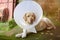 Labrador dog sleeping with collar cone