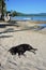 Labrador dog sleeping on sandy beach in Costa Rica