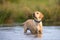 Labrador dog standing in river looking up