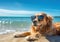 Labrador dog in sunglasses is relaxing on the beach and enjoying the moment of freedom.