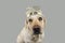 LABRADOR DOG WEARING A A TEXT DIADEM OF HAPPY NEW YEAR. ISOLATED SHOT AGAINST GRAY COLORED BACKGROUND