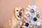 Labrador dog with a white christmas tree on a peach background