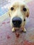 Labrador dogâ€™s head, light brown dog.