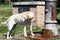 Labrador Drinking / Standpipe