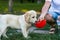 Labrador drinking water.