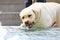 Labrador drinking water