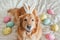 Labrador easter bunny: colored eggs, festive concept
