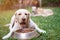 Labrador eat from metal bowl