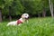 Labrador female dog resting in the public park