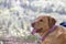 Labrador female dog sweet macro portrait fifty megapixels