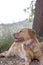 Labrador female dog sweet macro portrait fifty megapixels