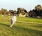 Labrador Fetching Chew Toy in Park