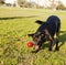 Labrador Fetching Dog Chew Toy at Park