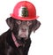 Labrador firefighter