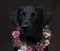 Labrador in flower crown collar