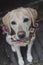 Labrador in flower crown collar