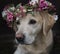 Labrador in flower crown collar