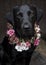 Labrador in flower crown collar