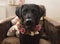 Labrador in flower crown collar