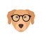 Labrador in glasses. Cute dog.