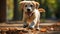 Labrador Golden Retriever Puppy Playing Running Outdoors at Autumn Park Forest on a Sunny Day, Having Fun.