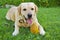 Labrador on Grass