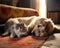 a labrador and a gray cat lie next to each other