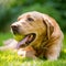 Labrador holding a ball close up face portrait on a sunny day. Golden