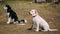 Labrador and husky dogs sits on ground during