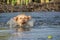 Labrador is jumping into the water. He wants ball!