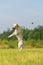 Labrador jumps for a ball