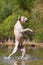 Labrador jumps in a lake