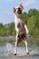 Labrador jumps in a lake