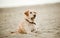 Labrador laying on sand