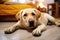 Labrador lies peacefully near the bed. The image captures a serene moment of relaxation, showcasing the bond between the