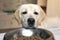 Labrador looks into bowl standing on table, asks for food