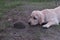 Labrador looks at a little hedgehog on the grass.