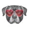 Labrador in Love! Portrait of Rottweiler with sunglasses.