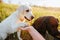 Labrador love Woman& x27;s bond with her loyal furry friend