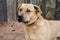 Labrador Mastiff mixed breed large dog