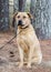 Labrador Mastiff mixed breed large dog