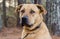 Labrador Mastiff mixed breed large dog