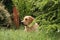 Labrador in the meadow