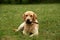 Labrador in the meadow