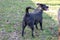 Labrador mix dog is standing away over a green field. Cute runaway dog
